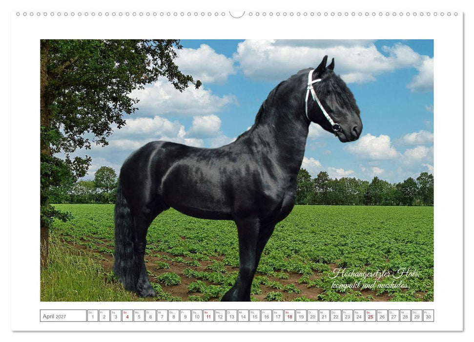 Friesen - elegant und kraftvoll (CALVENDO Premium Wandkalender 2027)