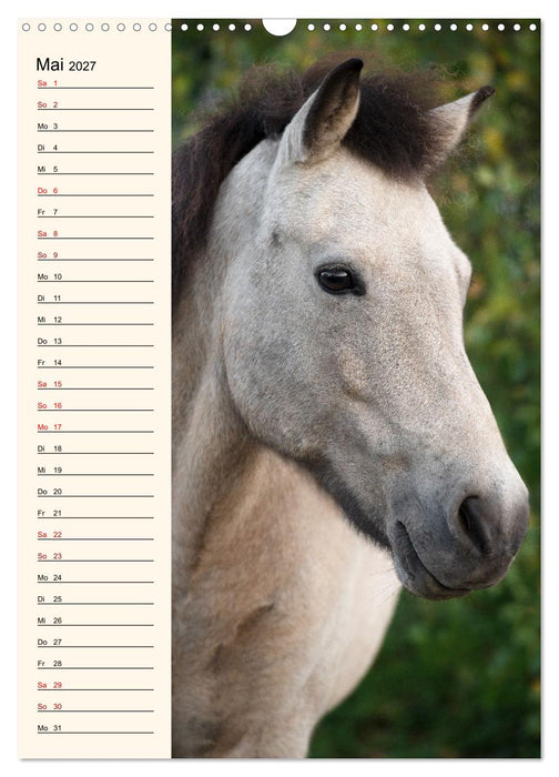Isländer Geburtstagskalender (CALVENDO Wandkalender 2027)