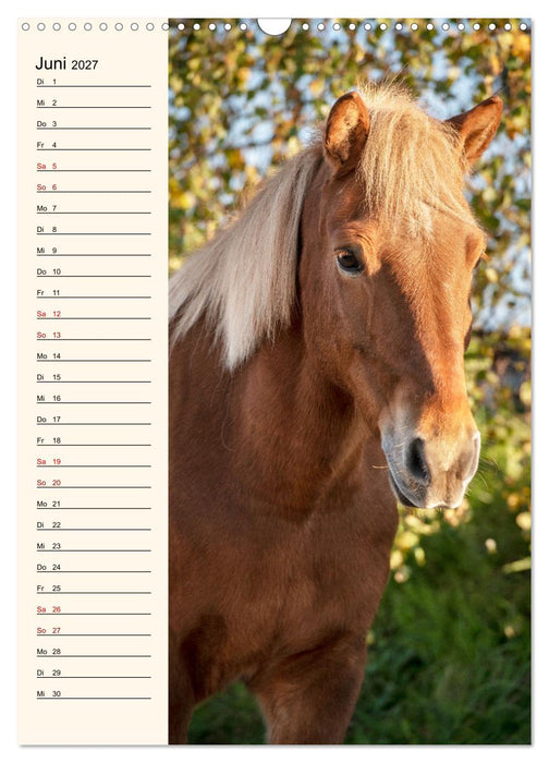 Isländer Geburtstagskalender (CALVENDO Wandkalender 2027)
