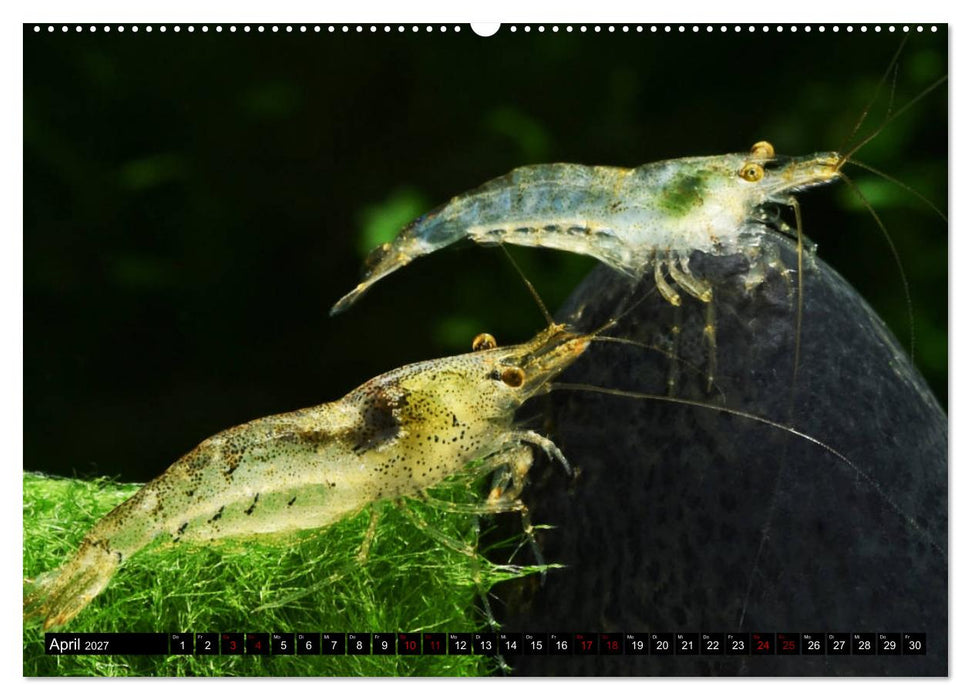 Dwarf Shrimps - Zwerggarnelen (CALVENDO Premium Wandkalender 2027)