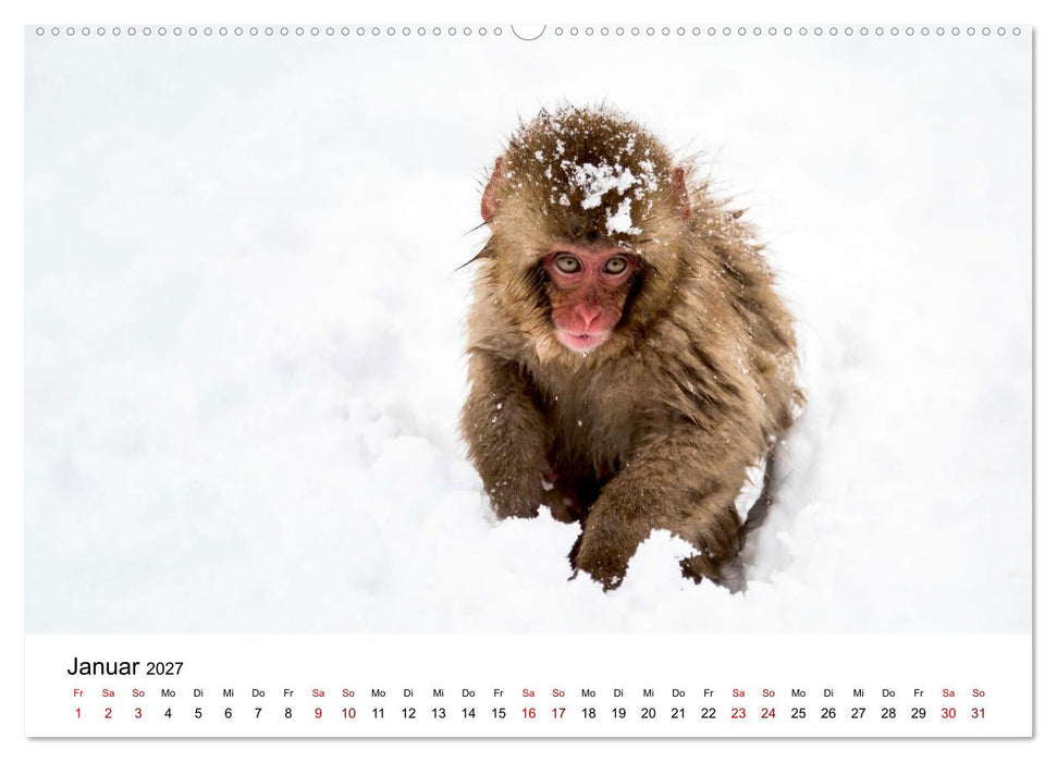 Lustige Affen - hinreißende Schnappschüsse (CALVENDO Wandkalender 2027)