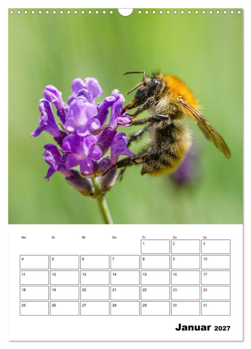 Hummeln und Bienen Terminplaner (CALVENDO Wandkalender 2027)