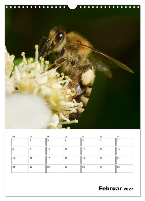 Hummeln und Bienen Terminplaner (CALVENDO Wandkalender 2027)