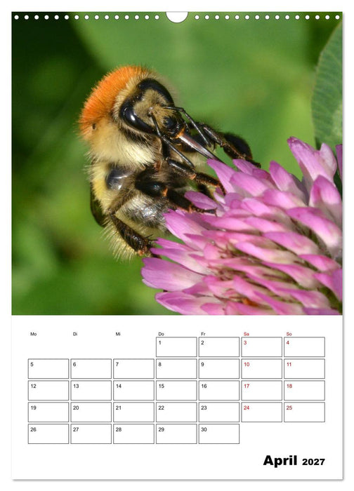 Hummeln und Bienen Terminplaner (CALVENDO Wandkalender 2027)