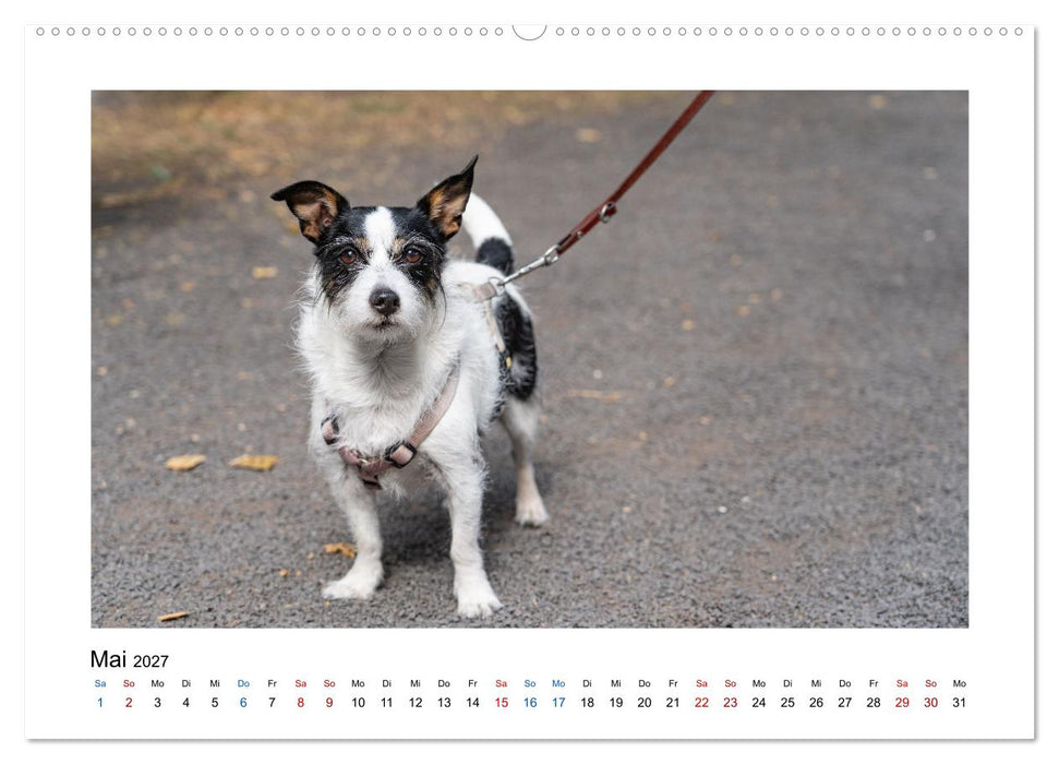 Hunde - vom Mischling bis zum Rassehund (CALVENDO Premium Wandkalender 2027)