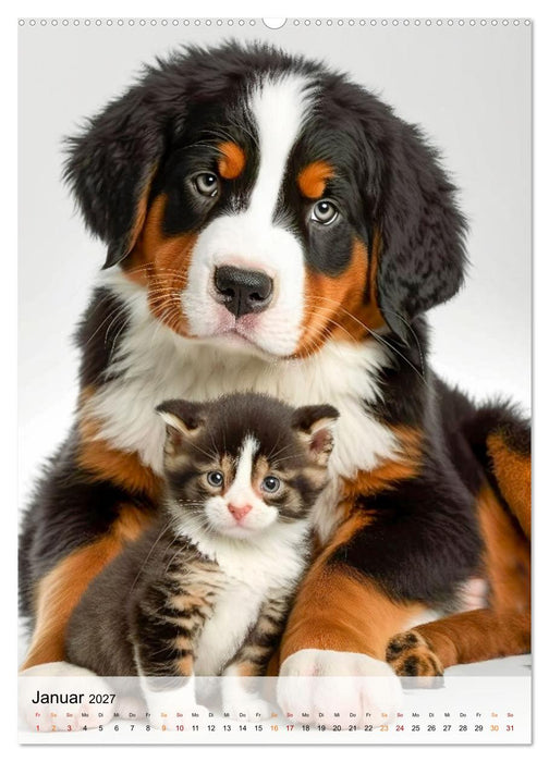 Berner Sennenhund - gutmütig und treu (CALVENDO Wandkalender 2027)