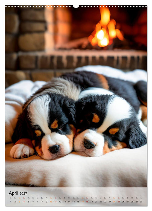 Berner Sennenhund - gutmütig und treu (CALVENDO Wandkalender 2027)