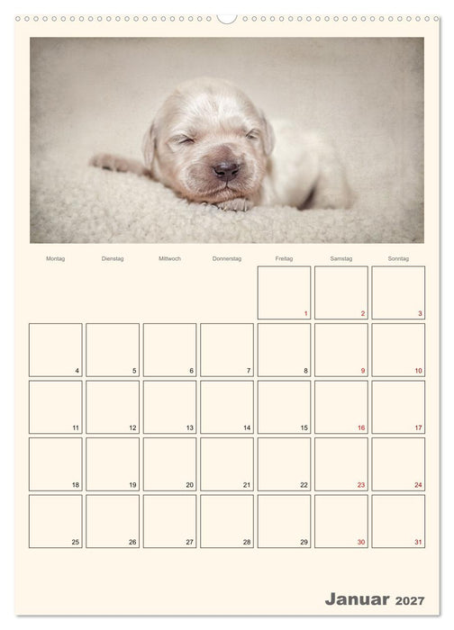 Zauberhafte Golden Retriever (CALVENDO Premium Wandkalender 2027)