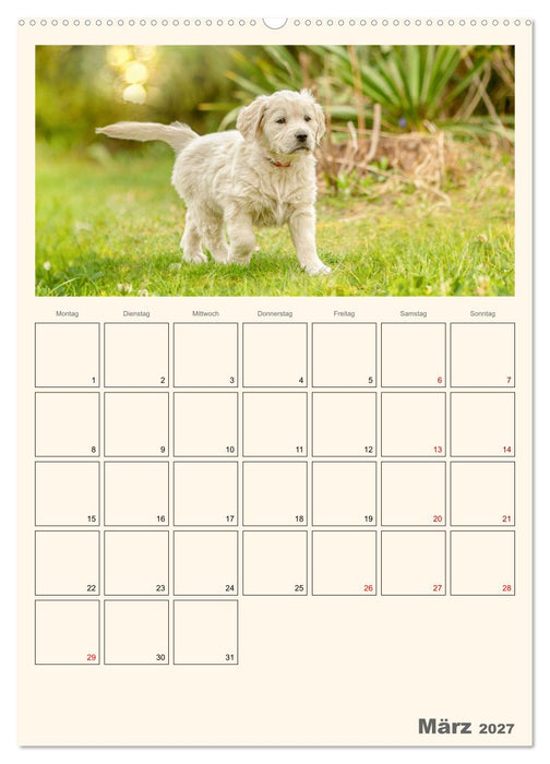 Zauberhafte Golden Retriever (CALVENDO Premium Wandkalender 2027)