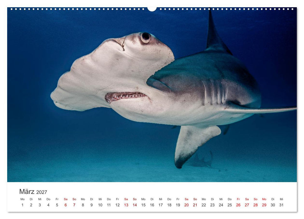 Haie - Vorsicht gefährlich! (CALVENDO Wandkalender 2027)