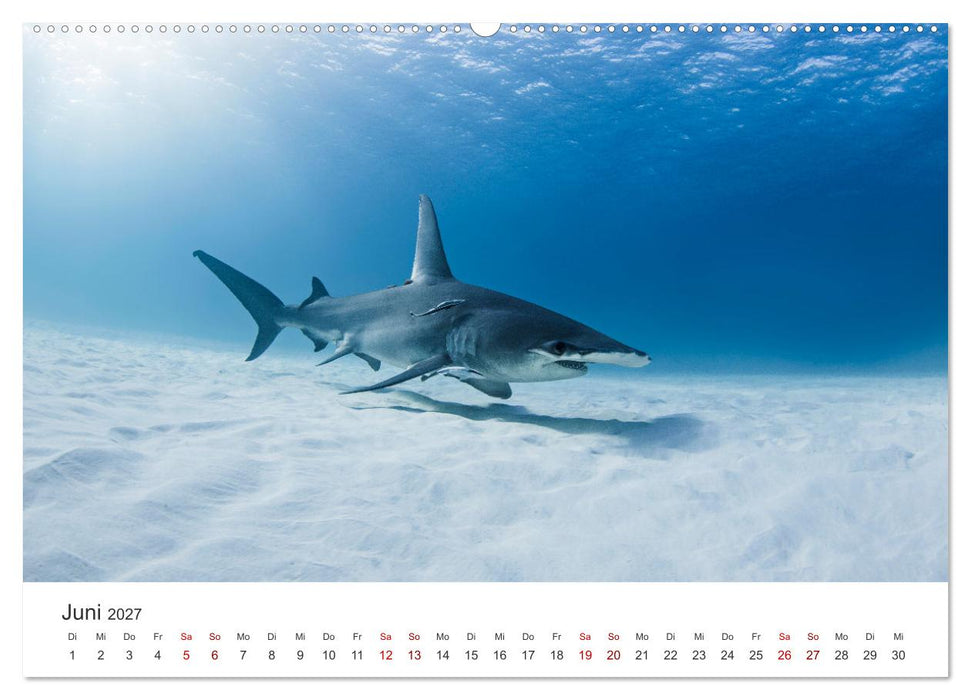 Haie - Vorsicht gefährlich! (CALVENDO Wandkalender 2027)