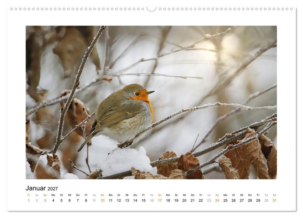 Zauberhafte Rotkehlchen (CALVENDO Premium Wandkalender 2027)