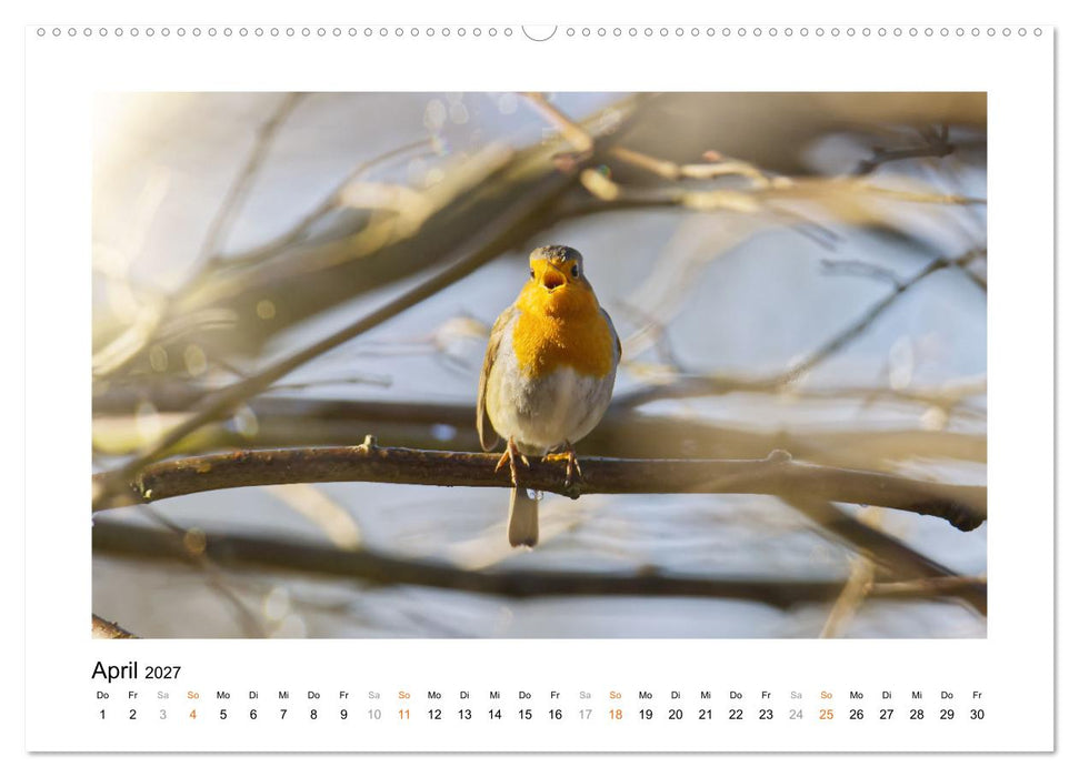Zauberhafte Rotkehlchen (CALVENDO Premium Wandkalender 2027)