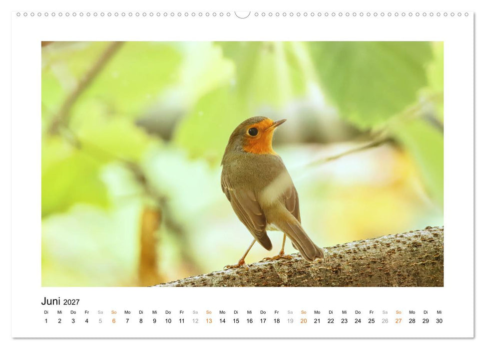 Zauberhafte Rotkehlchen (CALVENDO Premium Wandkalender 2027)
