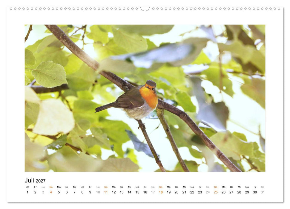 Zauberhafte Rotkehlchen (CALVENDO Premium Wandkalender 2027)