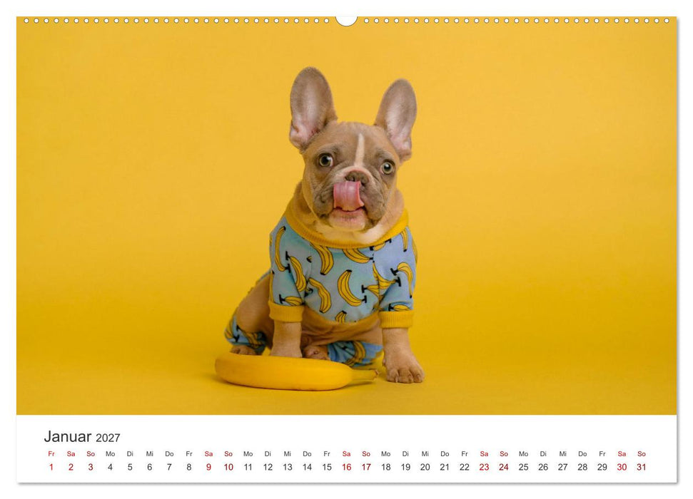 Die Bulldogge Henry (CALVENDO Premium Wandkalender 2027)
