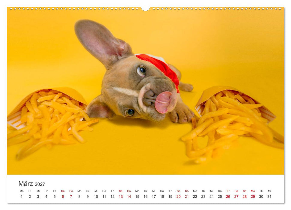 Die Bulldogge Henry (CALVENDO Premium Wandkalender 2027)