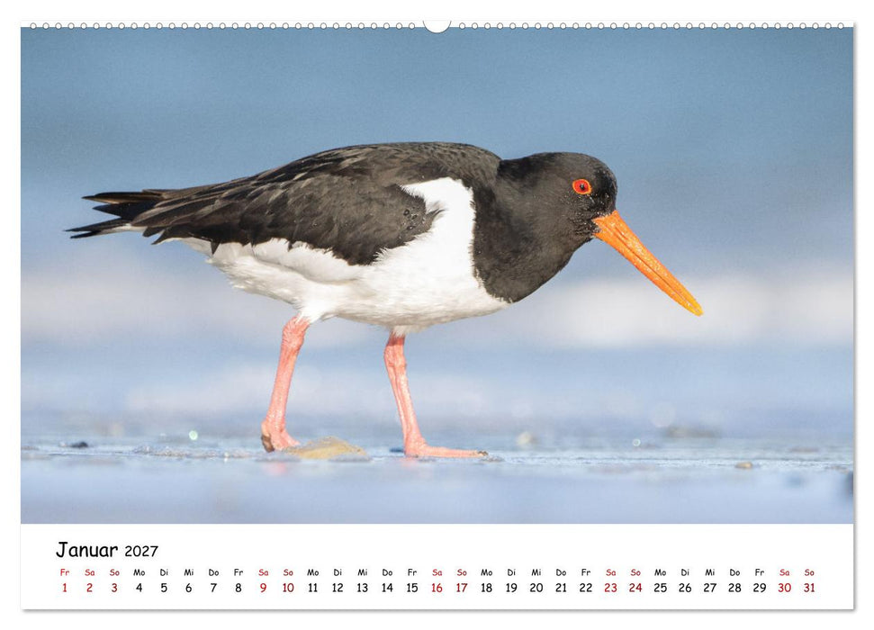 Deutschlands Vogelwelt (CALVENDO Premium Wandkalender 2027)