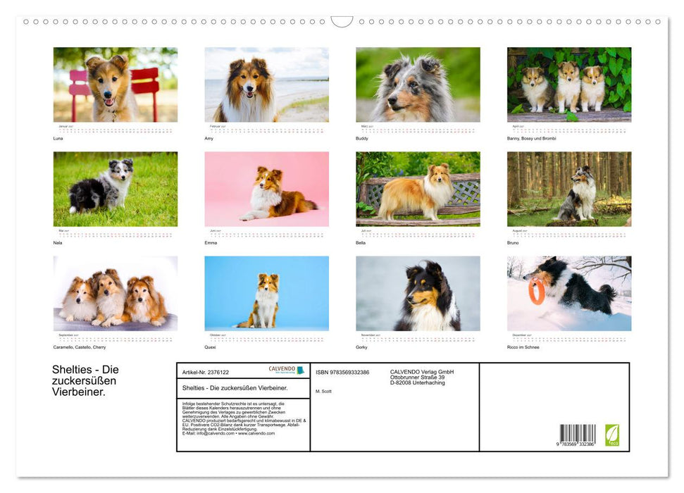 Shelties - Die zuckersüßen Vierbeiner. (CALVENDO Wandkalender 2027)
