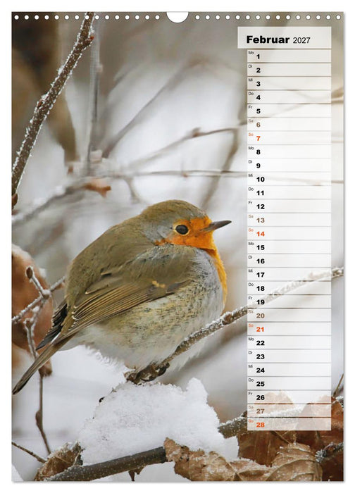 Niedliche Rotkehlchen (CALVENDO Wandkalender 2027)