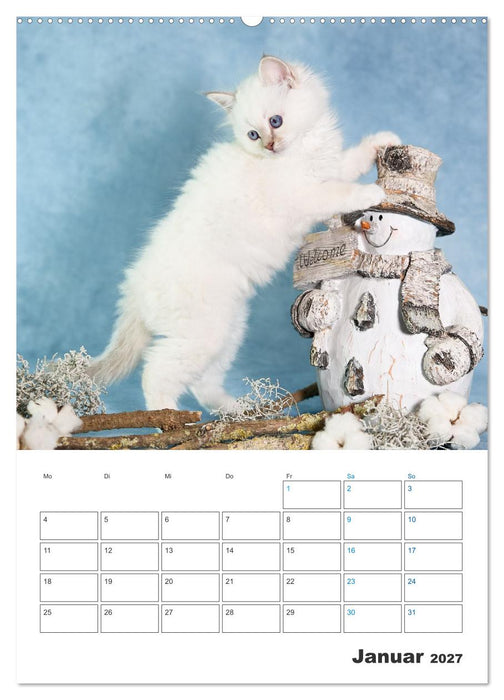 Heilige Birma Kitten Kalender mit Planer (CALVENDO Wandkalender 2027)