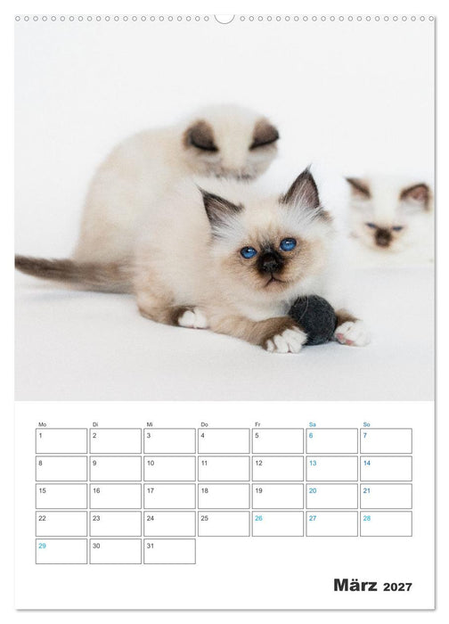 Heilige Birma Kitten Kalender mit Planer (CALVENDO Wandkalender 2027)