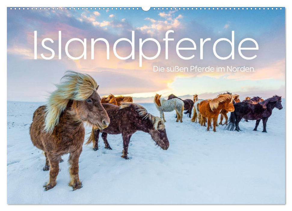 Islandpferde - Die süßen Pferde im Norden. (CALVENDO Wandkalender 2027)