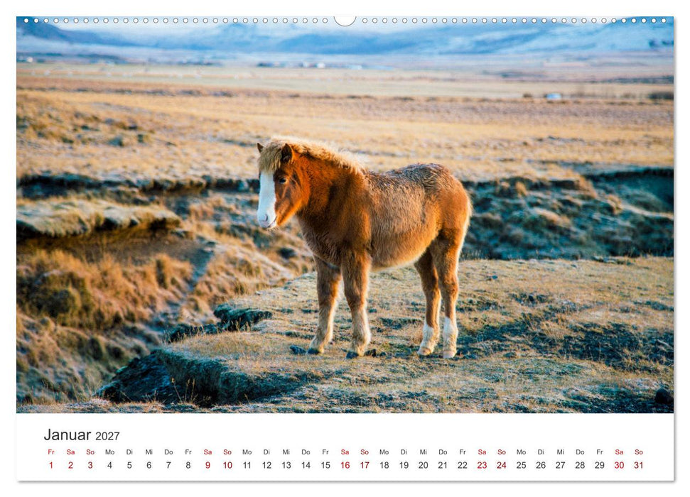 Islandpferde - Die süßen Pferde im Norden. (CALVENDO Wandkalender 2027)