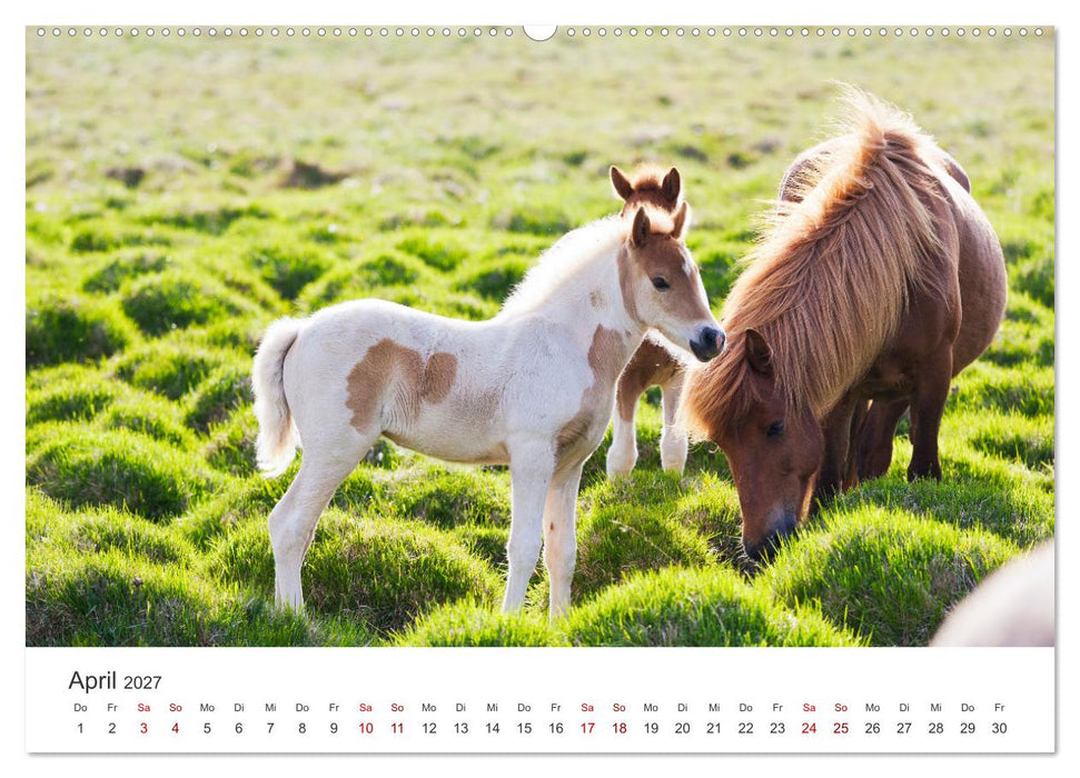 Islandpferde - Die süßen Pferde im Norden. (CALVENDO Wandkalender 2027)