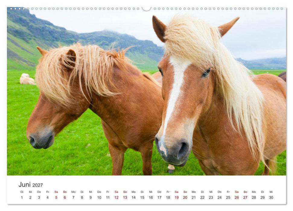 Islandpferde - Die süßen Pferde im Norden. (CALVENDO Wandkalender 2027)