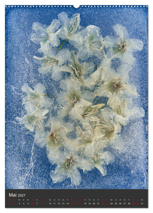Magische Eisblumen (CALVENDO Premium Wandkalender 2027)