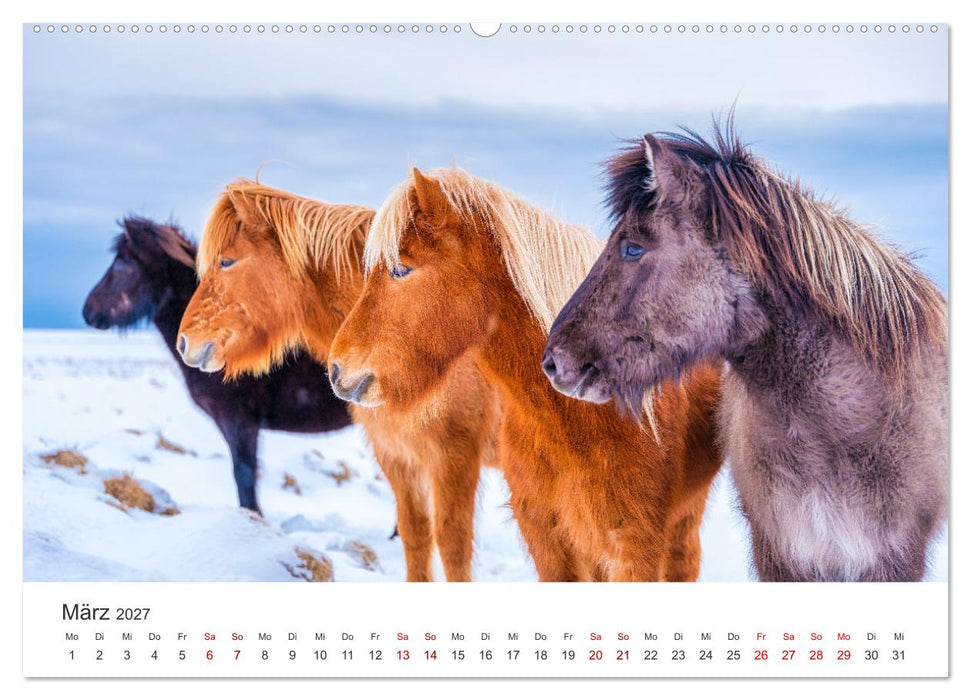 Islandpferde - Die süßen Pferde im Norden. (CALVENDO Premium Wandkalender 2027)