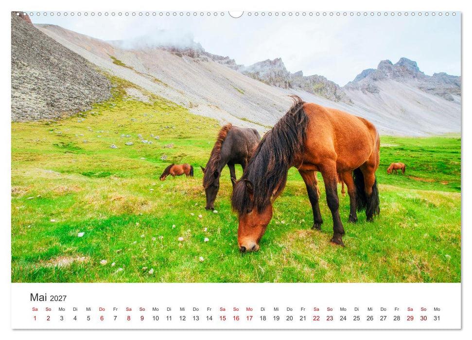 Islandpferde - Die süßen Pferde im Norden. (CALVENDO Premium Wandkalender 2027)