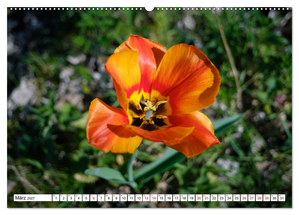 Blütenzauber - Traumhafte Farben der Natur (CALVENDO Premium Wandkalender 2027)