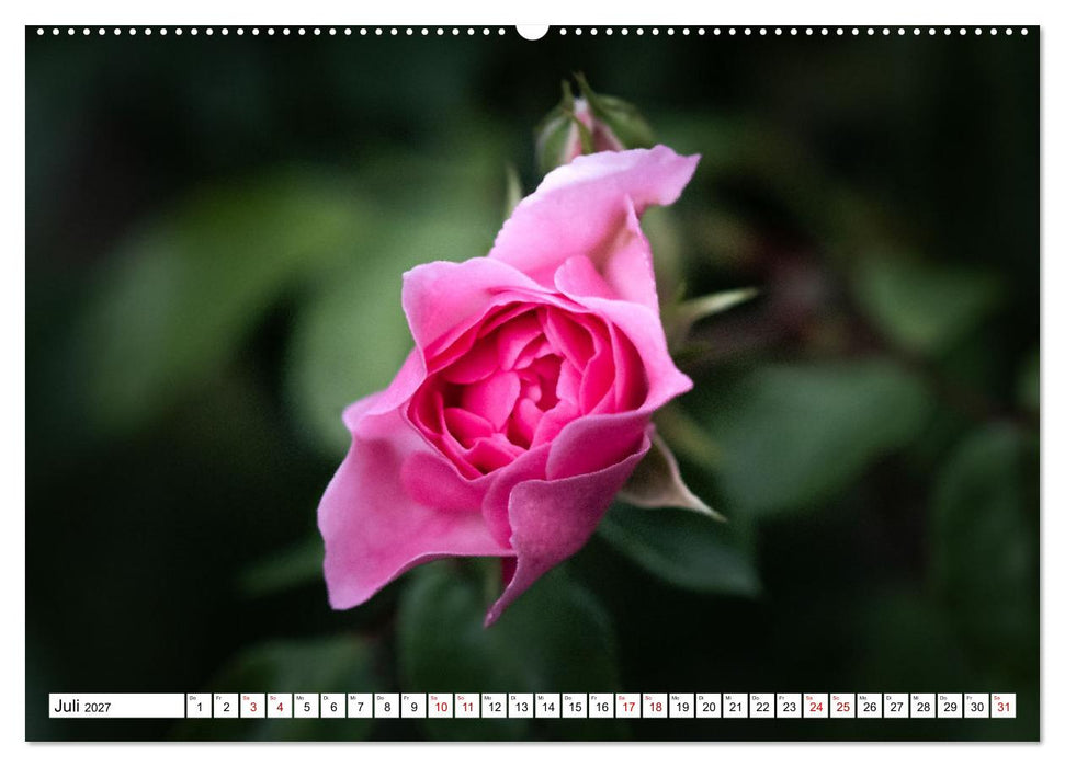 Blütenzauber - Traumhafte Farben der Natur (CALVENDO Premium Wandkalender 2027)