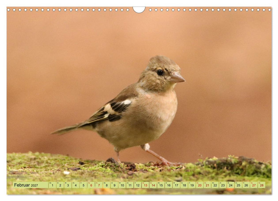 Heimische Vögel - Im Wald, im Garten und auf der Wiese (CALVENDO Wandkalender 2027)