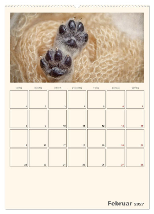 Zauberhafte Golden Retriever (CALVENDO Wandkalender 2027)