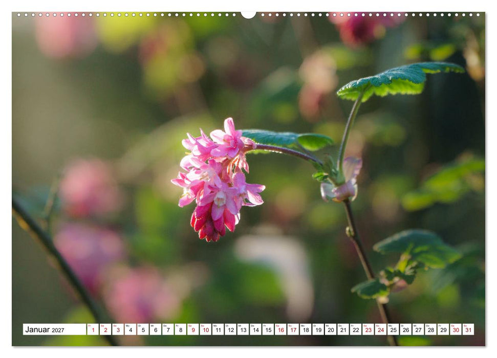 Blütenzauber - Traumhafte Farben der Natur (CALVENDO Wandkalender 2027)