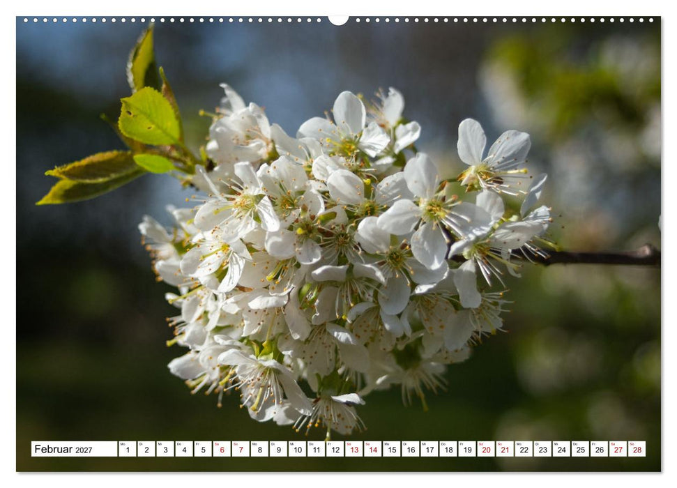Blütenzauber - Traumhafte Farben der Natur (CALVENDO Wandkalender 2027)