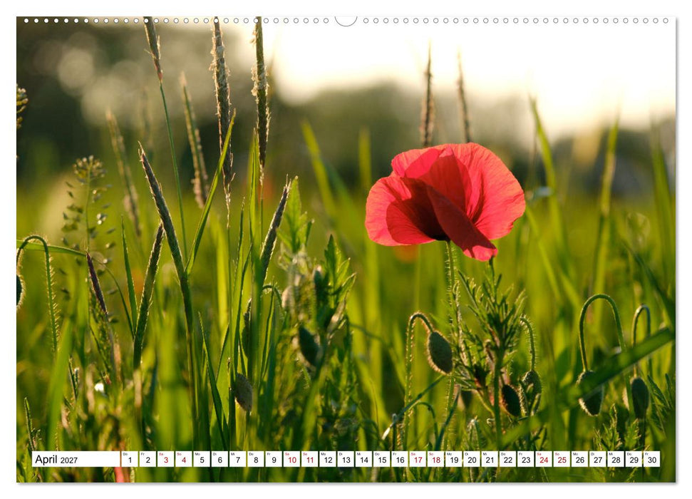 Blütenzauber - Traumhafte Farben der Natur (CALVENDO Wandkalender 2027)