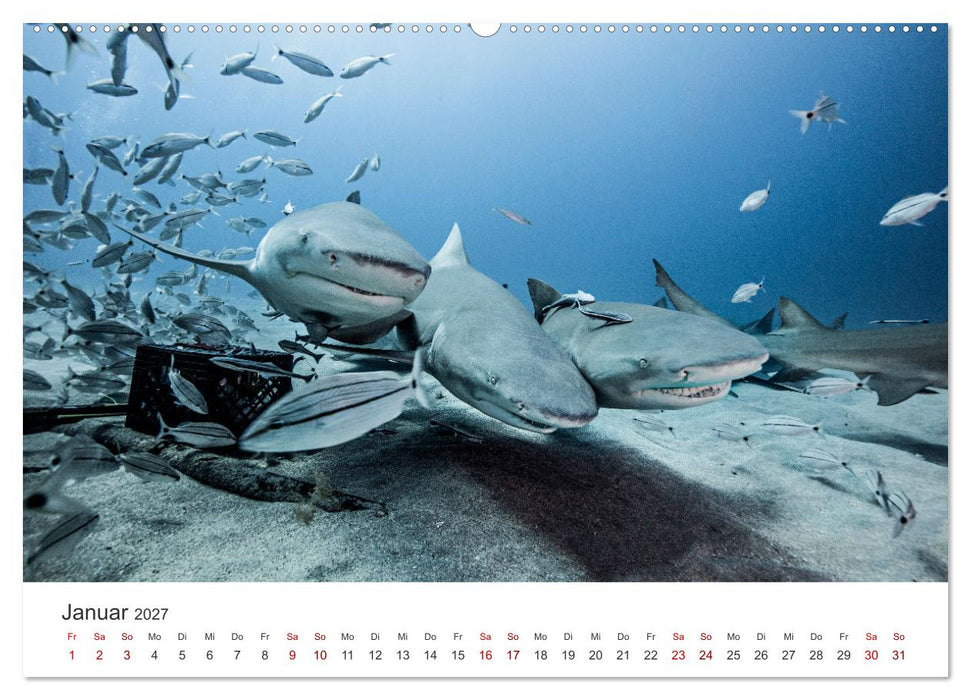 Haie - Vorsicht gefährlich! (CALVENDO Premium Wandkalender 2027)