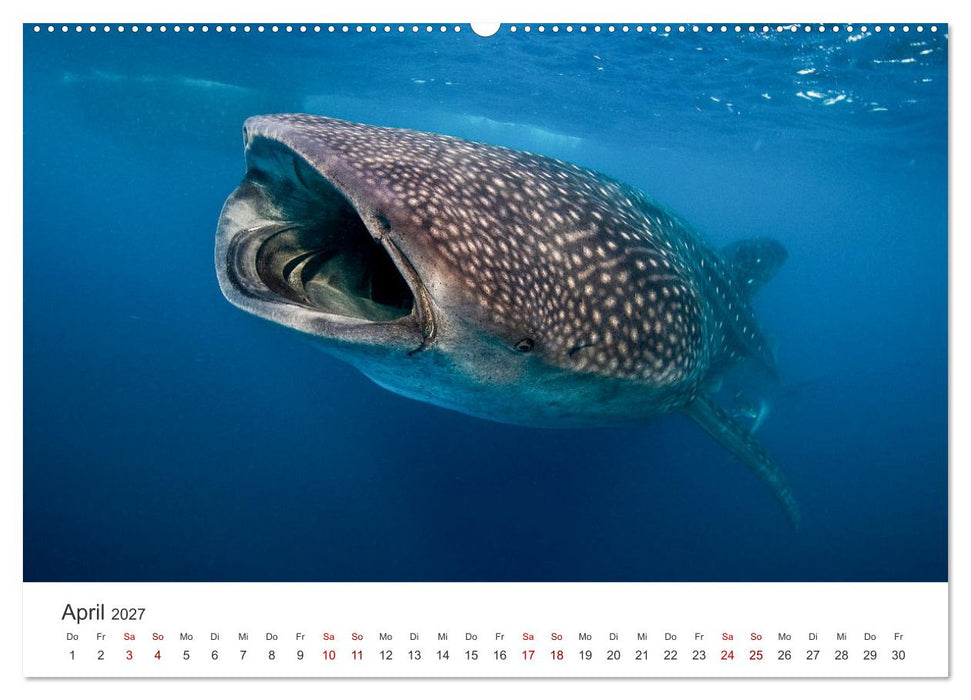 Haie - Vorsicht gefährlich! (CALVENDO Premium Wandkalender 2027)