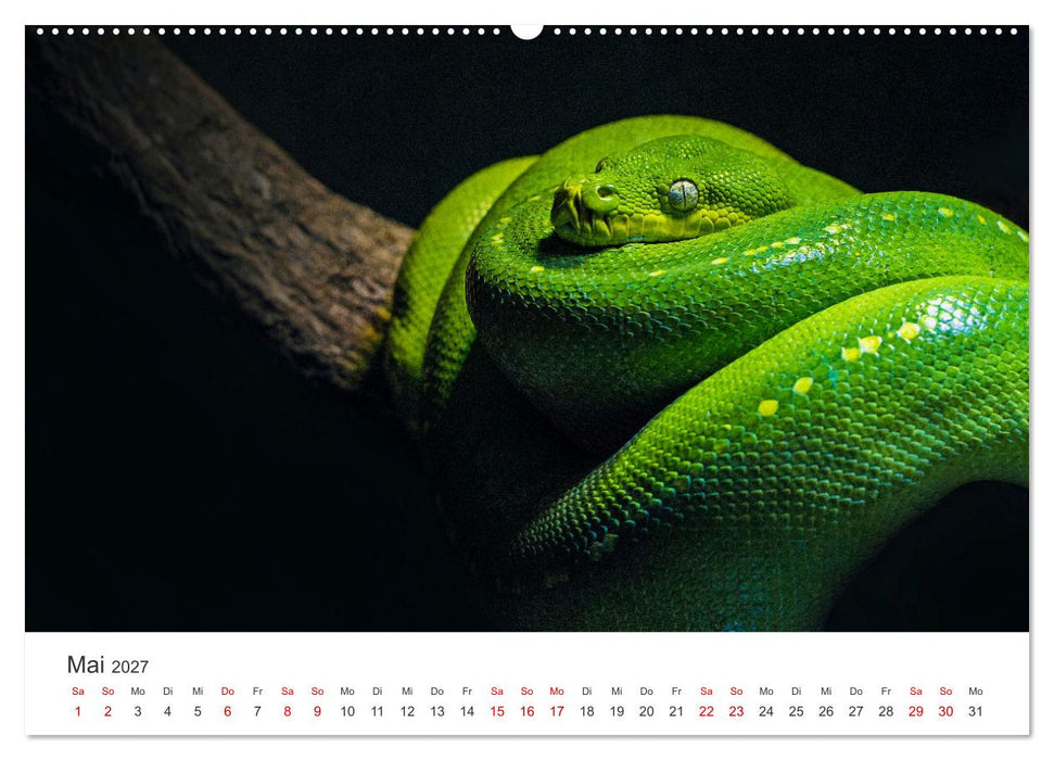 Faszination Schlangen (CALVENDO Premium Wandkalender 2027)