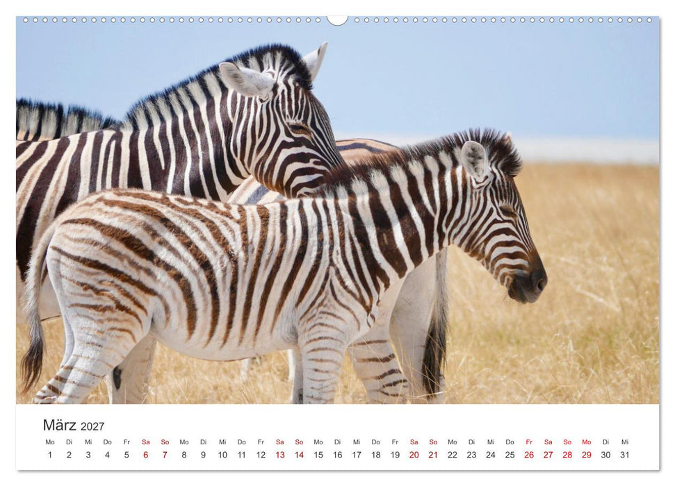 Zebras - Die gestreiften Vierbeiner. (CALVENDO Premium Wandkalender 2027)