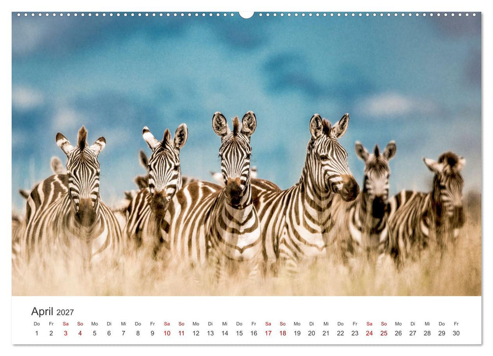 Zebras - Die gestreiften Vierbeiner. (CALVENDO Premium Wandkalender 2027)