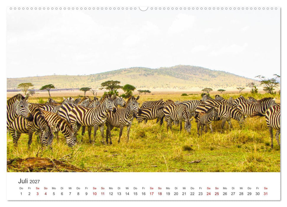 Zebras - Die gestreiften Vierbeiner. (CALVENDO Premium Wandkalender 2027)