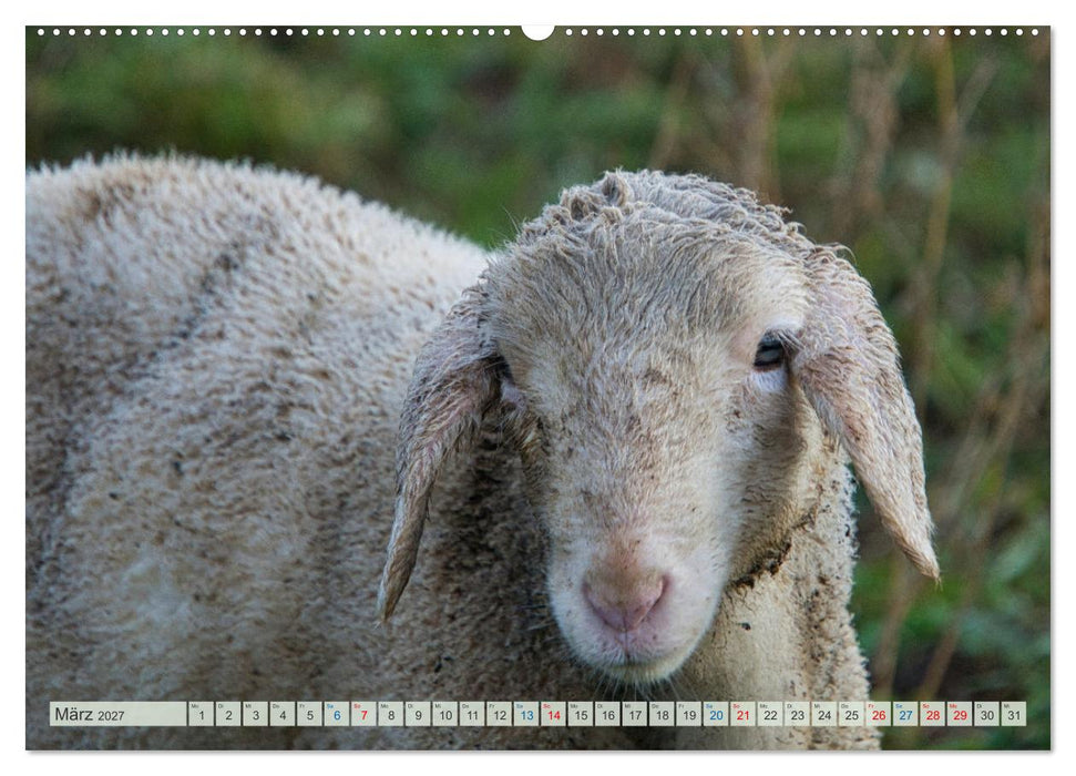 Schafe im Spessart (CALVENDO Premium Wandkalender 2027)