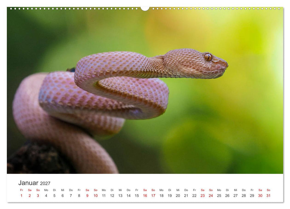 Faszination Schlangen (CALVENDO Wandkalender 2027)