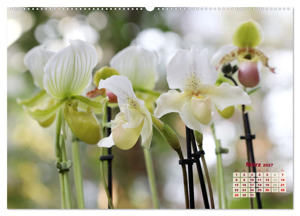 Schönste Orchideen (CALVENDO Premium Wandkalender 2027)