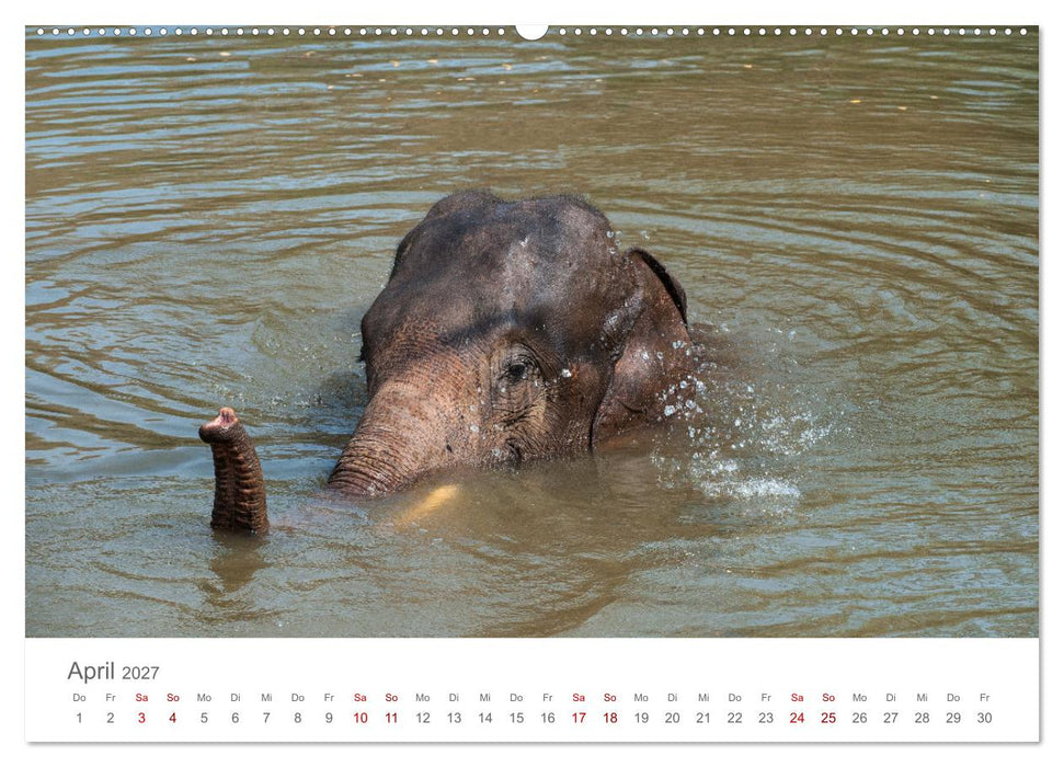 Elefanten - Baden, Planschen, Rüsseln (CALVENDO Premium Wandkalender 2027)